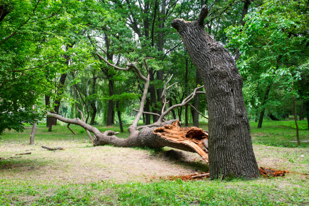Best Storm Damage Tree Cleanup  in Hide A Way Lake, MS
