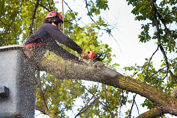 How Our Tree Care Process Works  in  Hide A Way Lake, MS