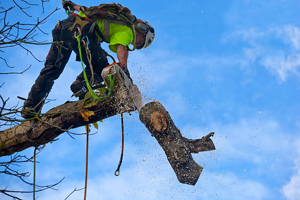 Best Lawn Pest Prevention  in Hide A Way Lake, MS